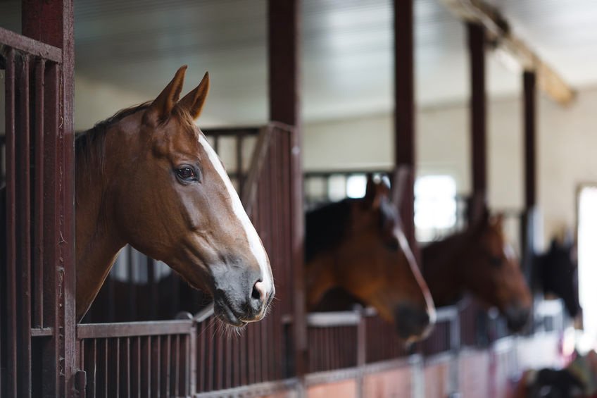 Professional equestrian security in the UK from TTC.
